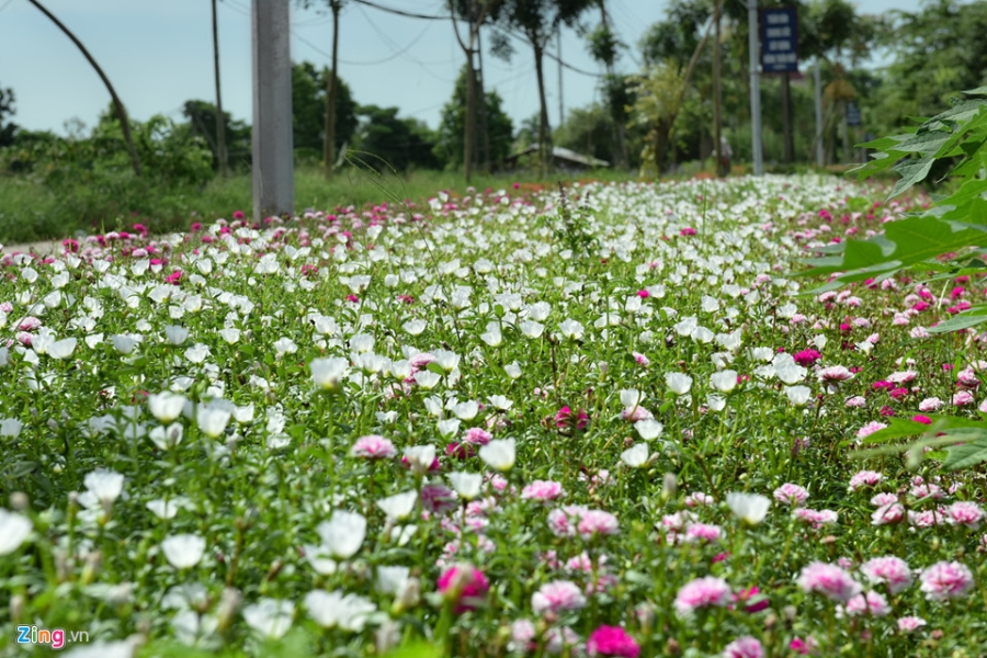 Duong hoa muoi gio doc dao nhat Ha Noi hinh anh 5