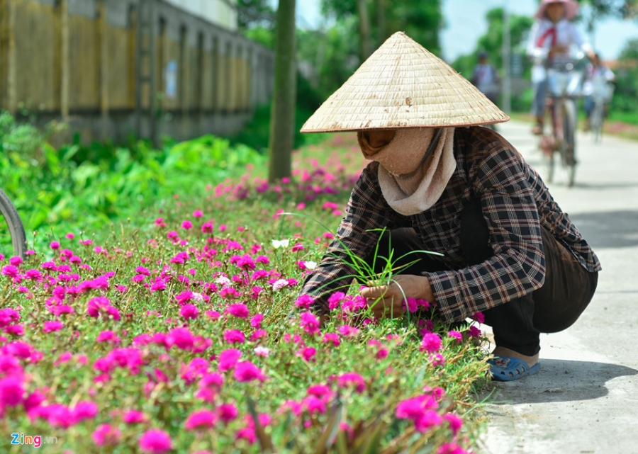 Duong hoa muoi gio doc dao nhat Ha Noi hinh anh 8