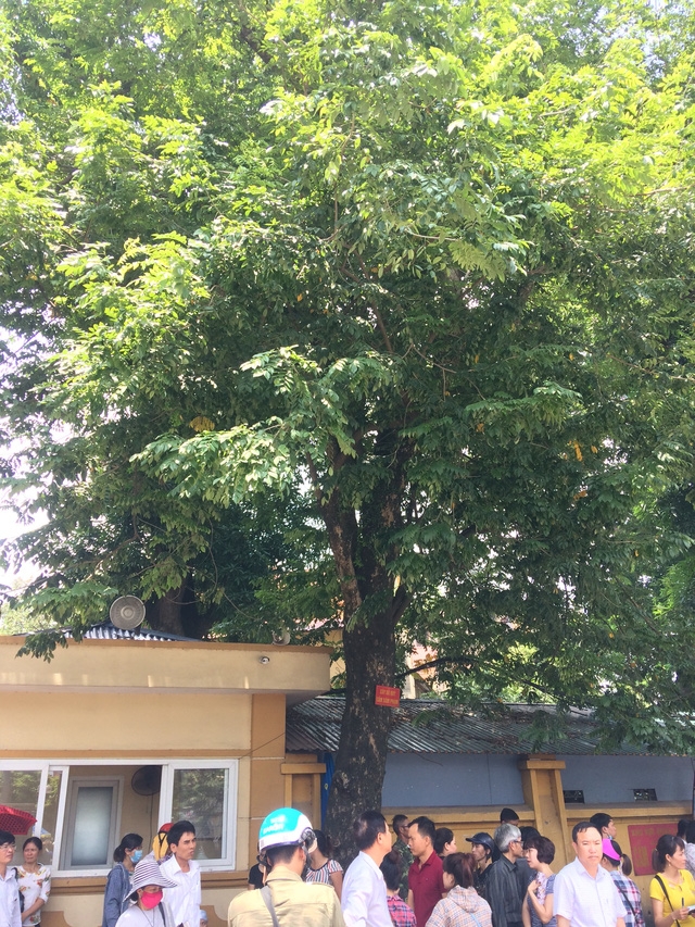 Cây sưa trước cổng viện 108 rất có giá trị nhưng ít ai biết
