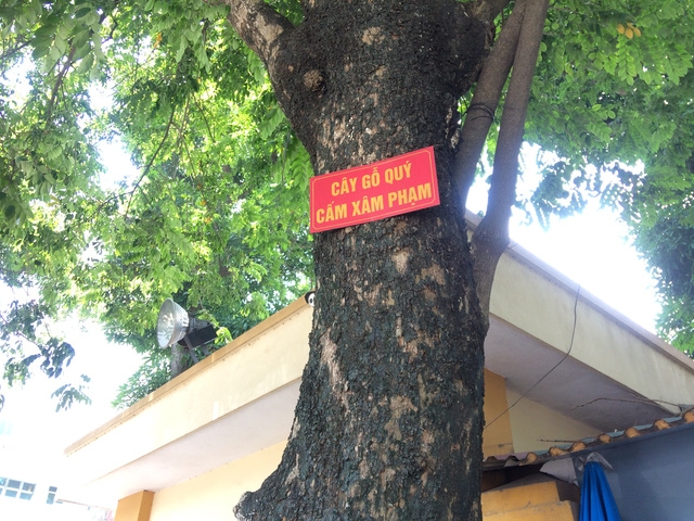 Cây gỗ quý