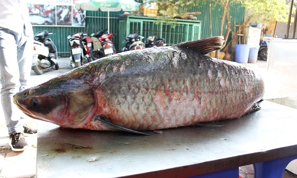  Con cá khủng có trọng lượng 42kg. 