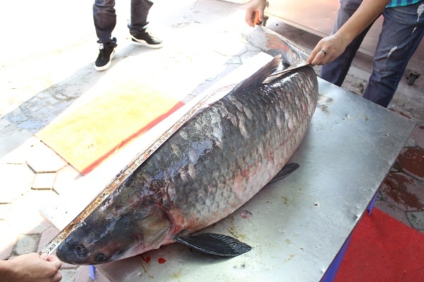  Đo từ đầu đến đuôi cá dài 1,45m. 