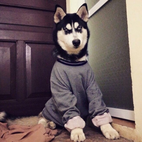 Hà Nội: Bạn thân cho mượn chó để đỡ trầm cảm, nam thanh niên bán trộm Husky lấy 2 triệu đồng