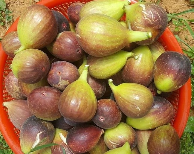sung Mỹ, hoa quả độc lạ, hoa quả cao cấp, đặc sản nhà giàu
