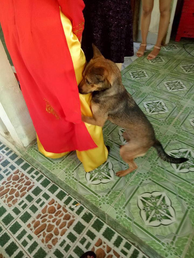 biet co chu sap di lay chong, chu cho lien tuc om chan niu keo hinh anh 1