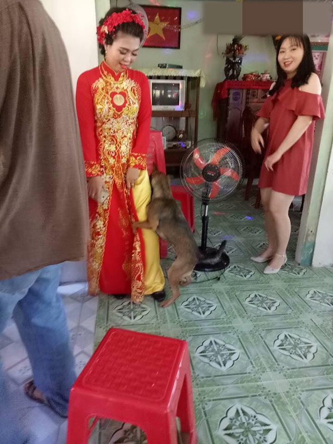 biet co chu sap di lay chong, chu cho lien tuc om chan niu keo hinh anh 3