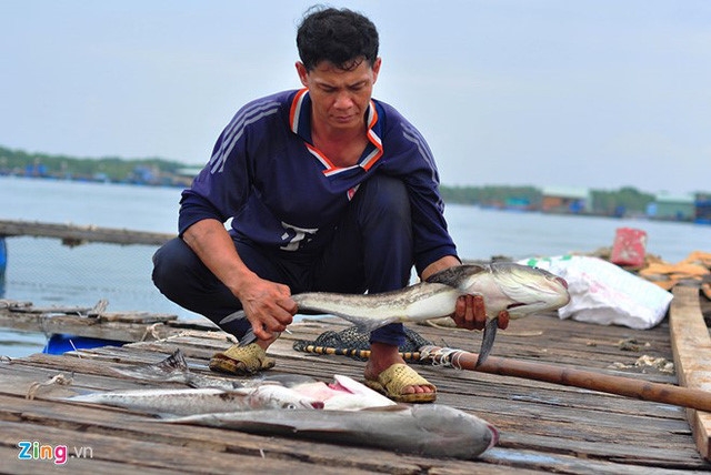 Cong ty xa thai lam ca chet boi thuong 800 trieu dong cho ngu dan hinh anh 1