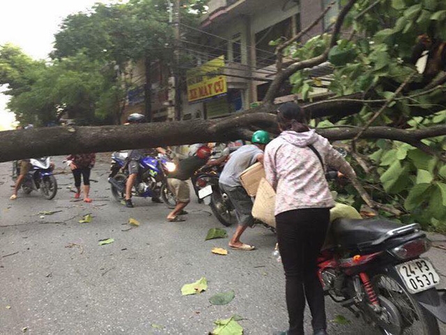  Gió lốc quật ngã nhiều cây xanh trên đường phố 