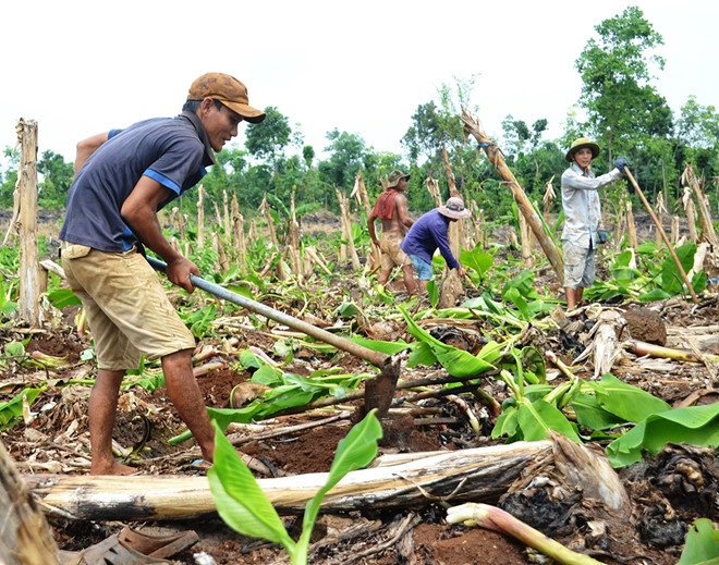 Sau giai cuu, dan Dong Nai lai o at trong chuoi cho Trung Quoc thu mua hinh anh 1
