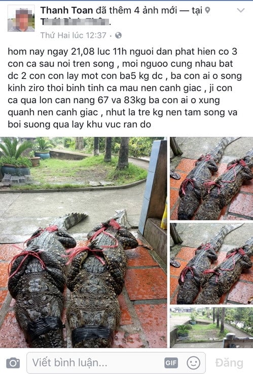 'Bắt được cá sấu 83 kg trên kênh Zero' là tin thất thiệt - ảnh 1