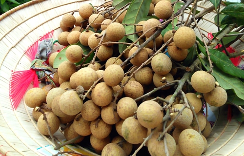 nhãn Hưng Yên, trồng nhãn, nhãn lồng
