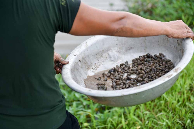  “Mỗi ngày tôi ra đồng từ rất sớm, gần đây tôi làm cả trưa để tăng thêm thu nhập lấy tiền mua sách cho các cháu. Nhưng ngày càng khó, tôm cua, ốc ngày càng hiếm nên gia đình đã chật vật nay lại thêm khó hơn”, bà Hải cho biết. 
