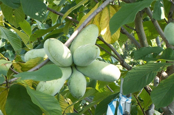 ung thư, ung thư gan, thực dưỡng