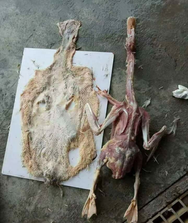 Cười bò với 