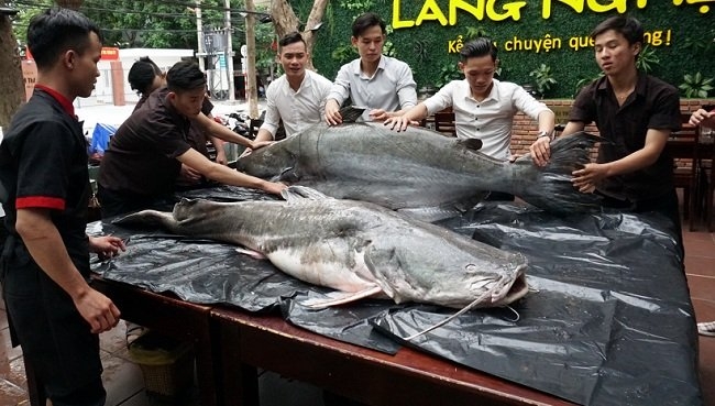 cá lăng, cá khủng, thủy quái, đặc sản