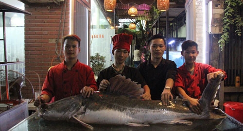 cá lăng, cá khủng, thủy quái, đặc sản