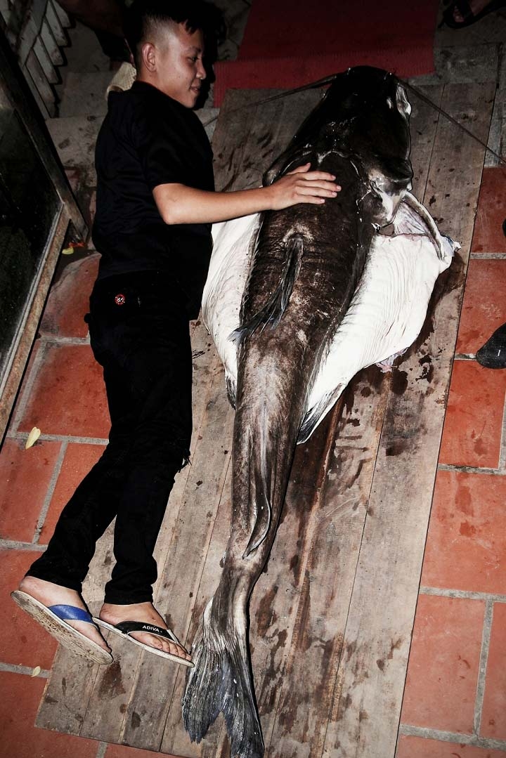 cá lăng, cá khủng, thủy quái, đặc sản