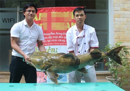 cá lăng, cá khủng, thủy quái, đặc sản