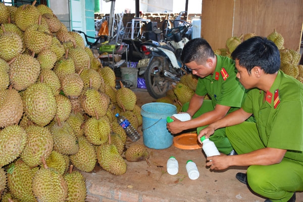 kon tum: bat qua tang sau rieng nhung hoa chat chuan bi ra ha noi hinh anh 1