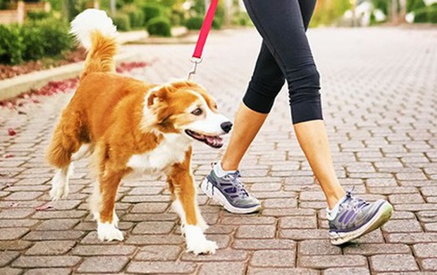 Từ 15/9, chó ra đường không được rọ mõm, chủ nuôi sẽ bị phạt nặng - Ảnh 1.