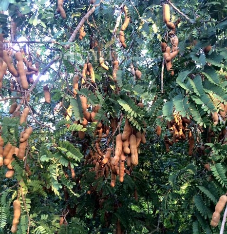 Việt Nam ngỡ là quả dại, sang 