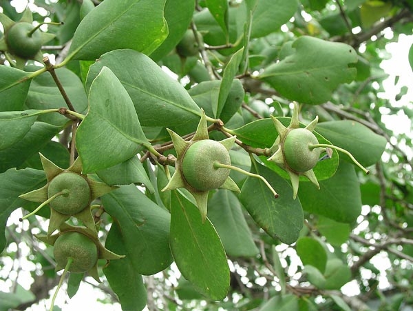 Việt Nam ngỡ là quả dại, sang 