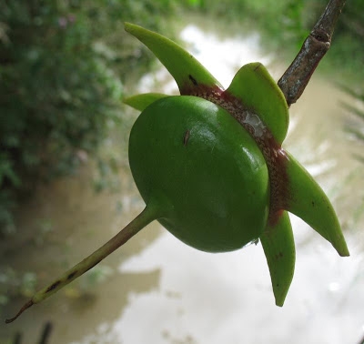 Việt Nam ngỡ là quả dại, sang 