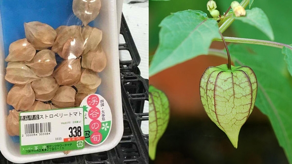 Việt Nam ngỡ là quả dại, sang 