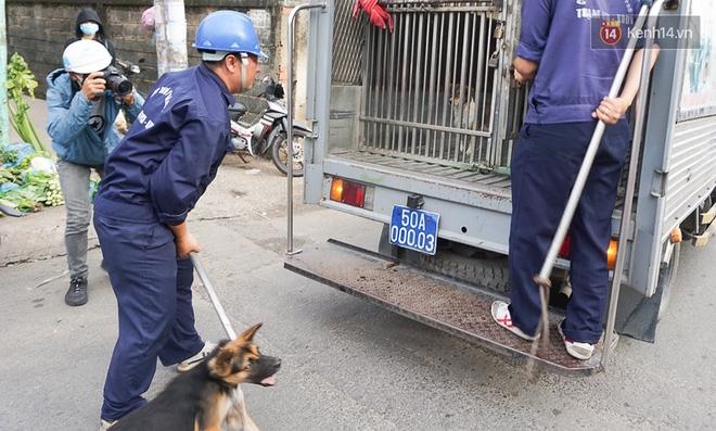 Chó cưng bị Đội săn bắt 
