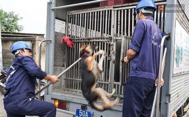 Chó cưng bị Đội săn bắt 