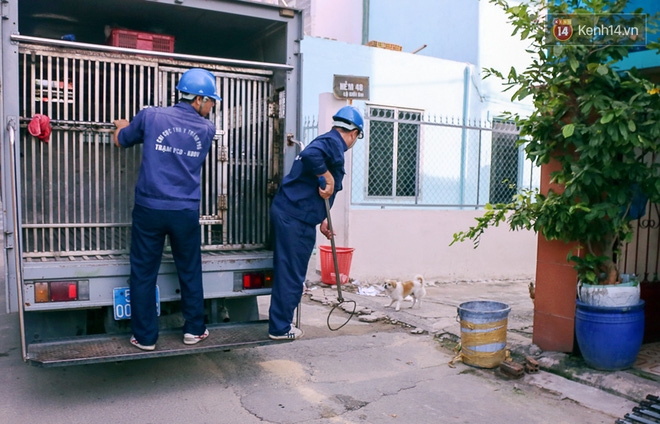 Chó cưng bị Đội săn bắt 