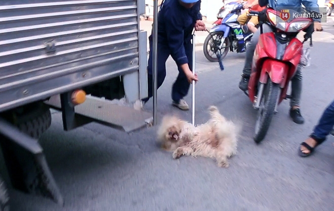 Chó cưng bị Đội săn bắt 
