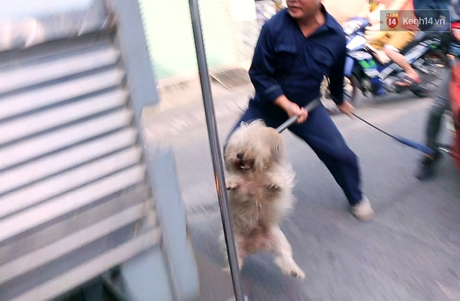 Chó cưng bị Đội săn bắt 