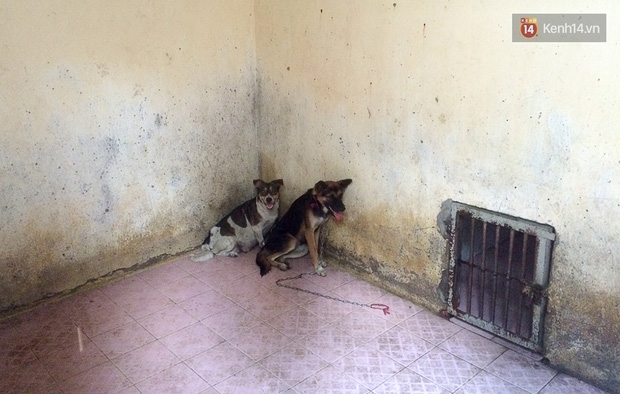 Chó cưng bị Đội săn bắt tóm, cụ bà hớt hải: Nó đi chợ với tôi, đang nằm trên vỉa hè chờ tôi về cùng thì bị bắt - Ảnh 10.