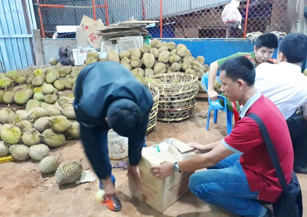 Gia Lai: Bắt quả tang cơ sở dùng phân bón lá nhúng sầu riêng - 1