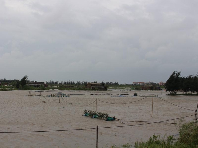 Nhiều diện tích nuôi tôm, ngao bị ngập nước mất trắng