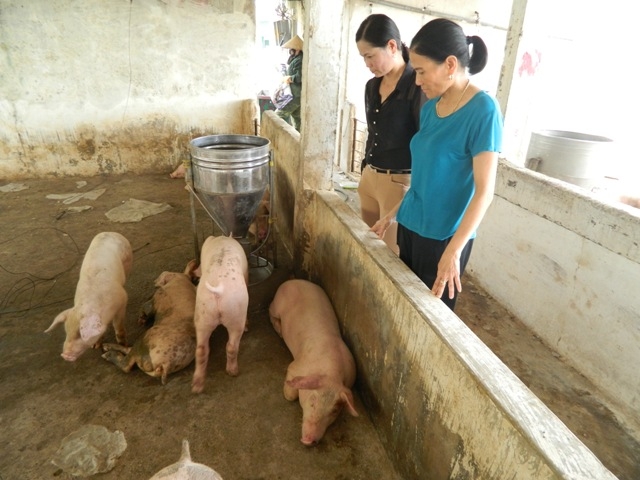 ha tinh: lon, tom chet nhu nga ra vi bao, thiet hai khong ke xiet hinh anh 3