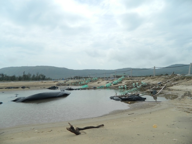 ha tinh: lon, tom chet nhu nga ra vi bao, thiet hai khong ke xiet hinh anh 4