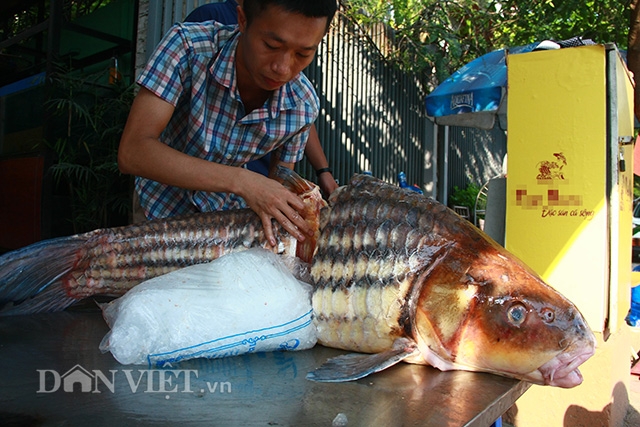  Đại diện của một nhà hàng trên đường Cầu Giấy, Hà Nội - nơi cá sọc dưa khủng lồ vừa đặt chân tới Thủ đô ngồi bàn tiệc cho biết, đây là hai con cá sọc dưa được ngư dân Campuchia ở Biển Hồ đánh bắt rồi bán cho nhà hàng. 