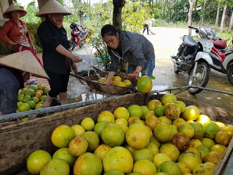 bão số 10, siêu bão, hà tĩnh, quảng bình, bưởi phúc trạch, bão DOKSURI, miền trung tan hoang,