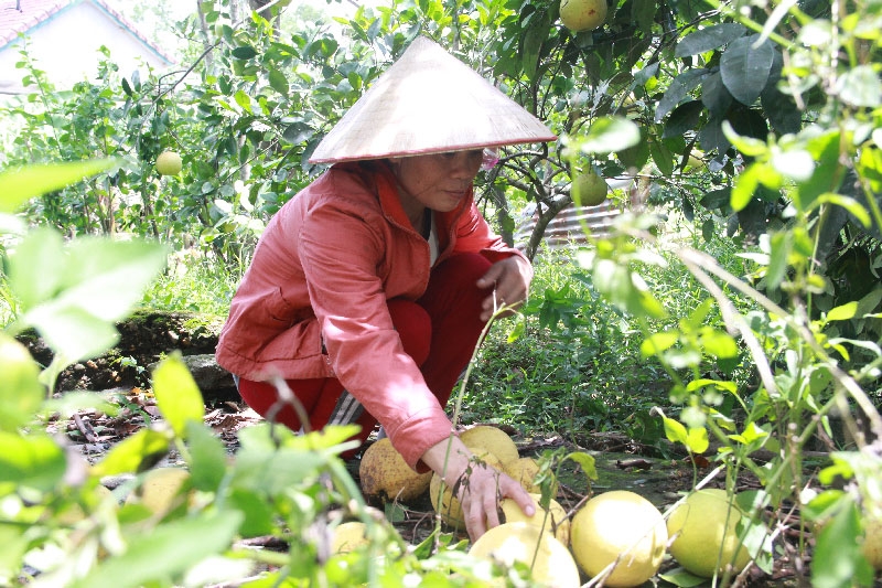 bão số 10, siêu bão, hà tĩnh, quảng bình, bưởi phúc trạch, bão DOKSURI, miền trung tan hoang,