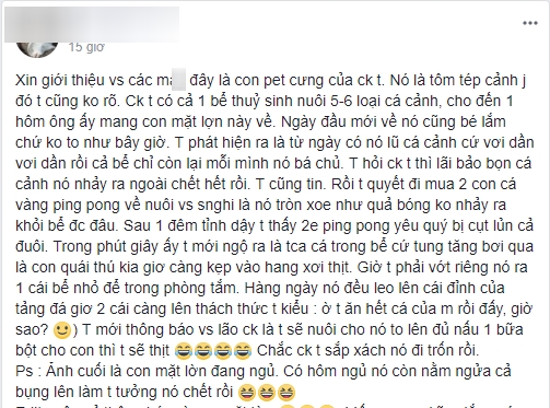 Khi thú cưng của vợ chồng ở chung nhà: Tôm chồng nuôi xơi tái cá vàng của vợ, vợ nổi giận dọa đem nấu bột - Ảnh 1.