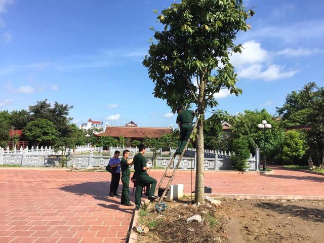  Cây sa la, nơi nạn nhân treo cổ. Ảnh: Đ.Tùy 