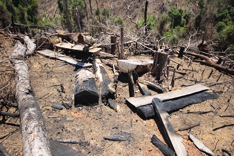 Thủ tướng yêu cầu Quảng Nam làm rõ vụ phá rừng phòng hộ Tiên Lãnh hình ảnh 1 thu tuong yeu cau quang nam lam ro vu pha rung phong ho tien lanh hinh anh 1