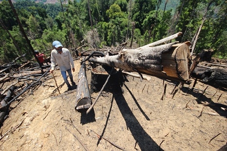 Thủ tướng yêu cầu Quảng Nam làm rõ vụ phá rừng phòng hộ Tiên Lãnh hình ảnh 2 thu tuong yeu cau quang nam lam ro vu pha rung phong ho tien lanh hinh anh 2