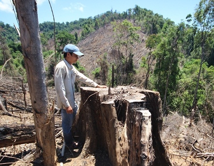 Thủ tướng yêu cầu Quảng Nam làm rõ vụ phá rừng phòng hộ Tiên Lãnh hình ảnh 3 thu tuong yeu cau quang nam lam ro vu pha rung phong ho tien lanh hinh anh 3