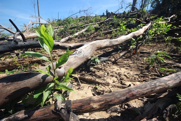 Thủ tướng yêu cầu Quảng Nam làm rõ vụ phá rừng phòng hộ Tiên Lãnh hình ảnh 4 thu tuong yeu cau quang nam lam ro vu pha rung phong ho tien lanh hinh anh 4