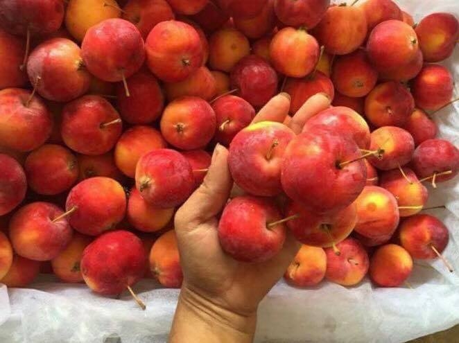 táo Trung Quốc, táo Tàu, hoa quả Trung Quốc, hoa quả nhập ngoại, hàng Trung Quốc, táo đá Trung Quốc