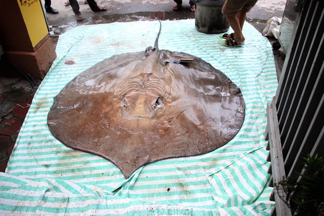 Con cá đuối nặng tới 216kg, dài 3,2m, rộng 1,9m.