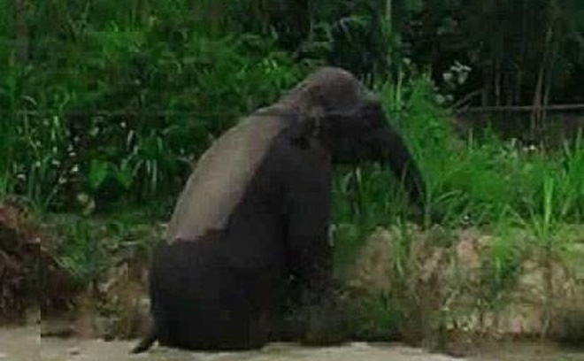 Sơn La: Người dân hốt hoảng vì voi rừng tắm ở ao cá, ngủ tại chuồng bò